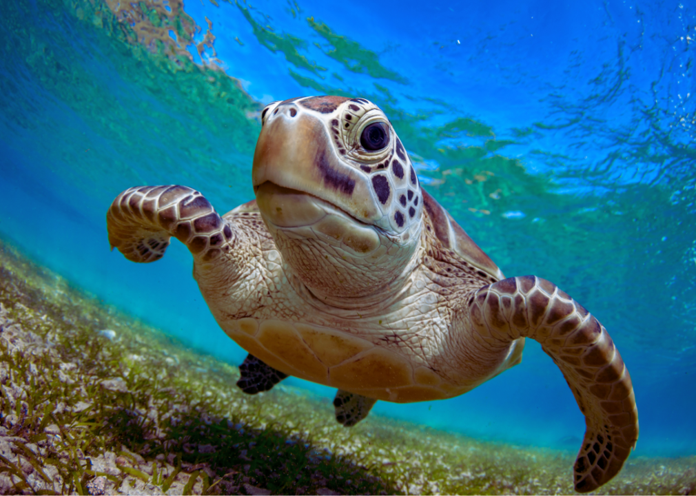 Sea turtle